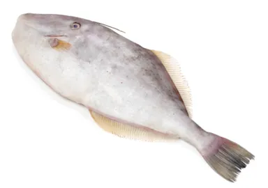 Fresh Fish Kawa Kawa