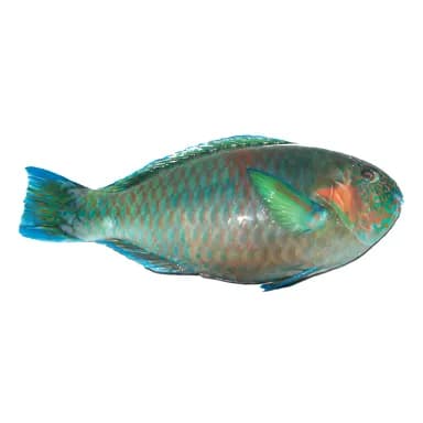 Fresh Ulavi Parrot Fish